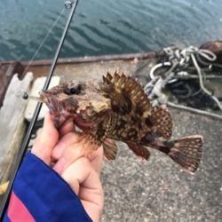 メバルを求めて②