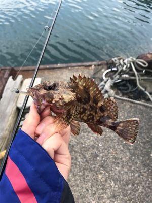 メバルを求めて②