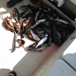 SFC プライベートボートで仙台湾根回り