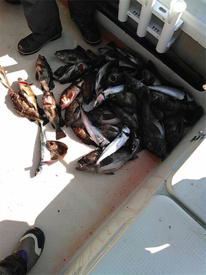 SFC プライベートボートで仙台湾根回り