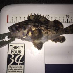 今日はドラグを鳴らされた！