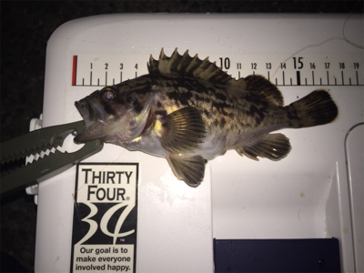 今日はドラグを鳴らされた！