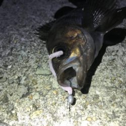 世界一、柔らかいワームで！