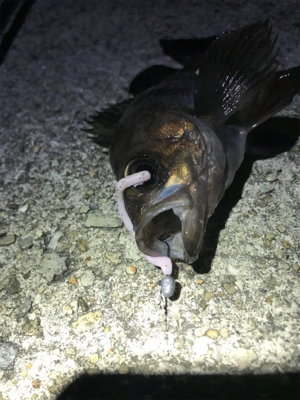 世界一、柔らかいワームで！