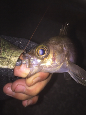 竿とリール新調しました。