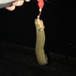 久しぶりの餌釣り