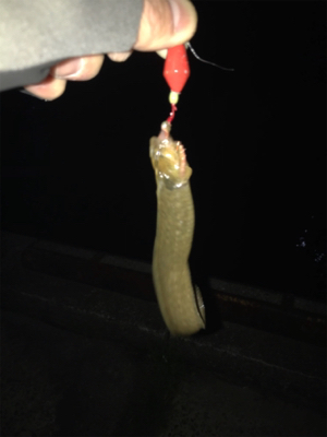 久しぶりの餌釣り