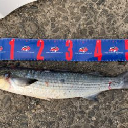 四万十市 磯フカセ釣り