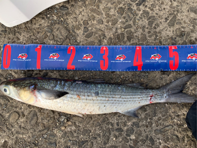 四万十市 磯フカセ釣り