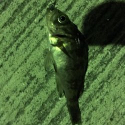 マイクロだらけ