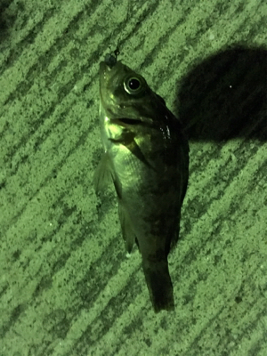 マイクロだらけ