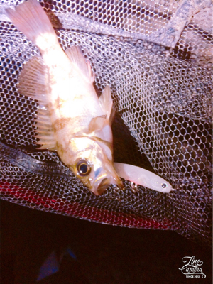 短時間メバプラタイム