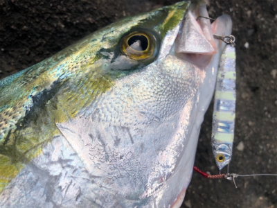 鬼ヶ城ライトソルト