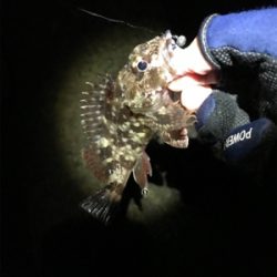 メバル狙いが・・・