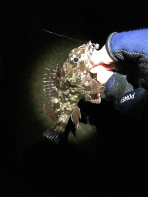 メバル狙いが・・・