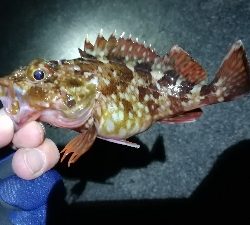 ナイトメバリング