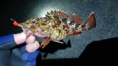 ナイトメバリング