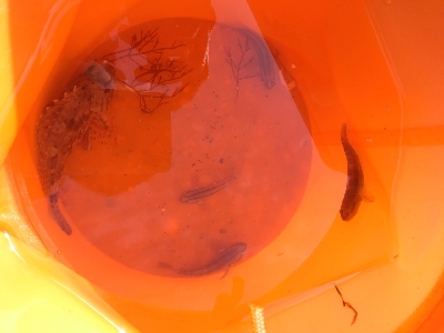 カサゴとハゼと老チヌ