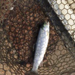 エリアトラウト