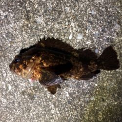 雨時々降る中のメバリング