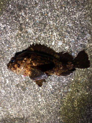 雨時々降る中のメバリング