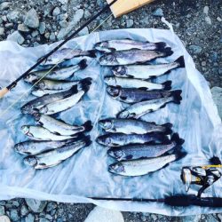 高槻市芥川 ニジマス トラウト