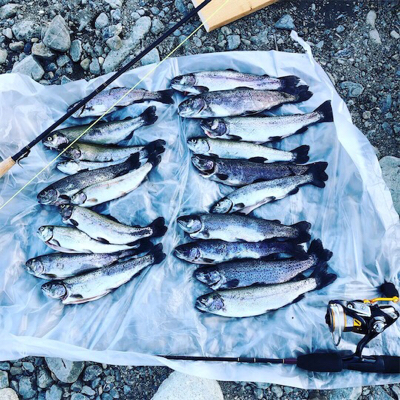 高槻市芥川 ニジマス トラウト