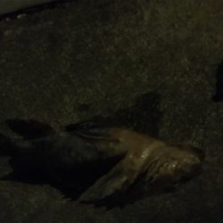 ガシリングゲーム