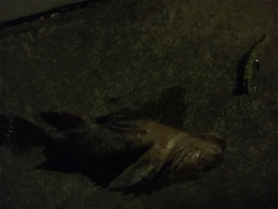 ガシリングゲーム