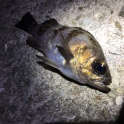 明石で渋め、メバリング