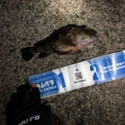 ガシラは裏切らない