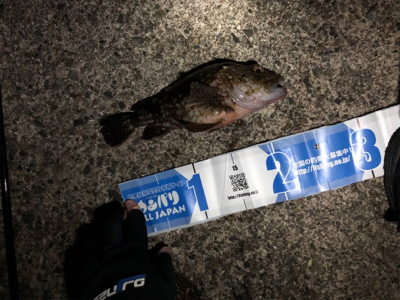 ガシラは裏切らない