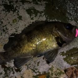 爆風メバリング