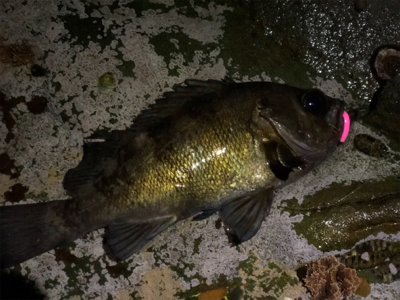 爆風メバリング