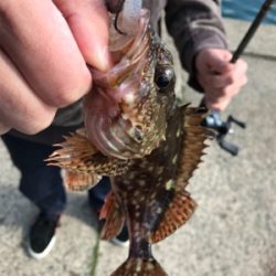 ヤリイカ終盤戦!!