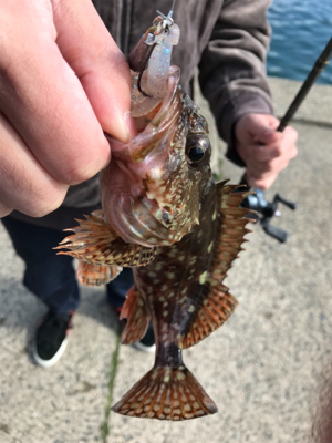 ヤリイカ終盤戦!!