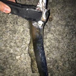 タチウオ入れ食い