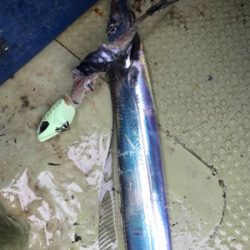 洲本沖  太刀魚