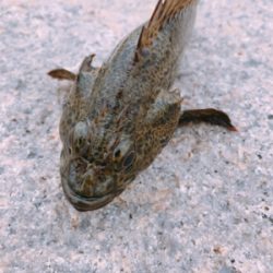 ムラソイのタワマン!!