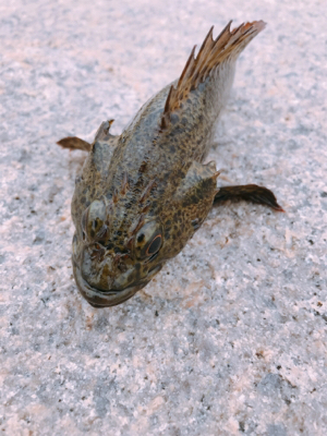 ムラソイのタワマン!!