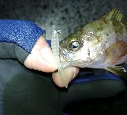 ナイトメバリング