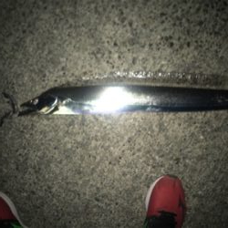 2月最後のタチウオです