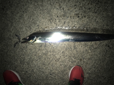 2月最後のタチウオです