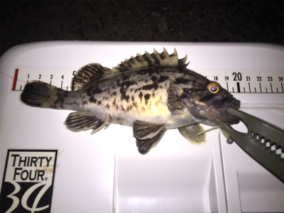 メバルとタッケー