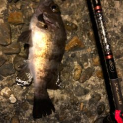 プラグと黒ワームで爆釣！