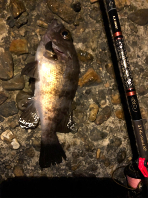 プラグと黒ワームで爆釣！