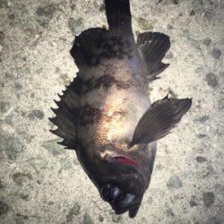 色んなパターンでメバリング