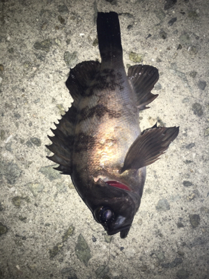 色んなパターンでメバリング