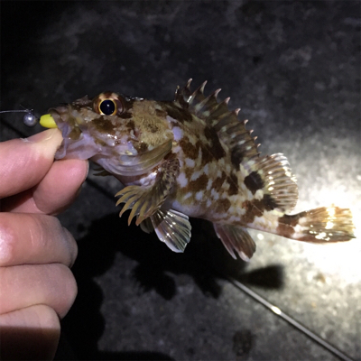 漁港でライトゲーム