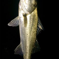 メバルのちシーバス